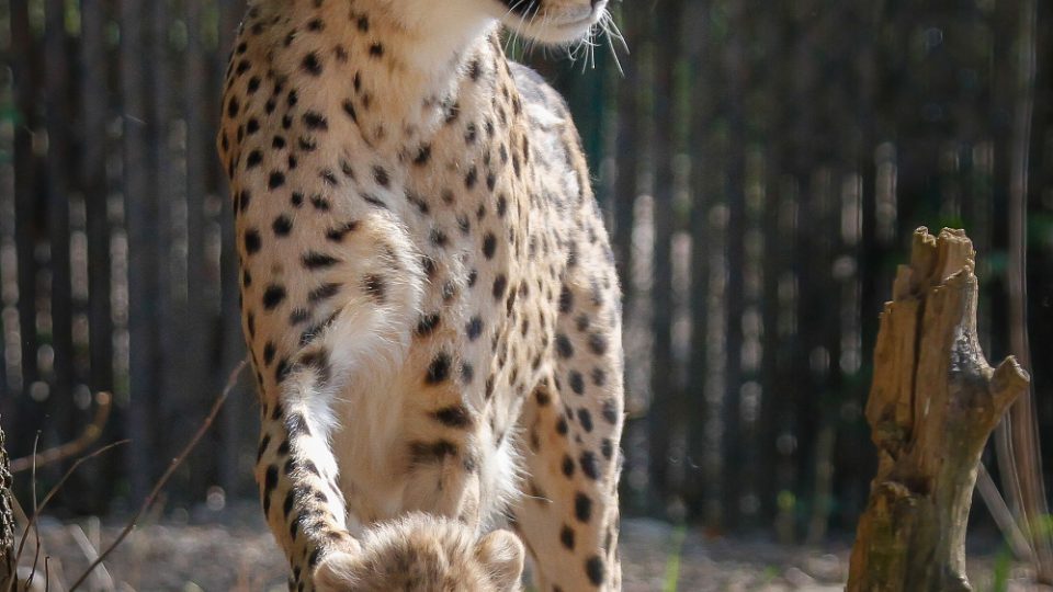Z chovného centra gepardů v Safari Parku Dvůr Králové
