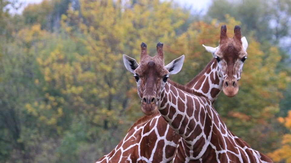 Královédvorská ZOO chová 32 žiraf
