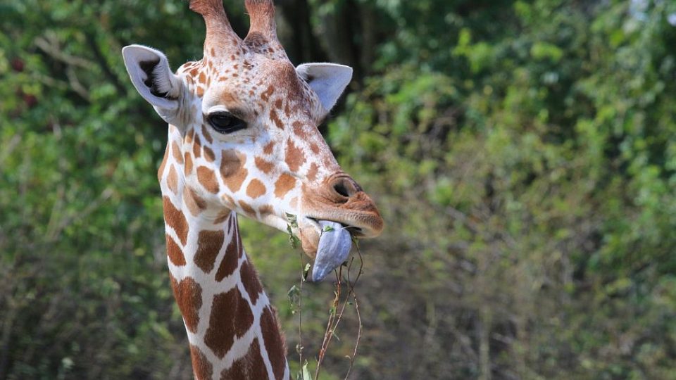 Královédvorská ZOO chová 32 žiraf