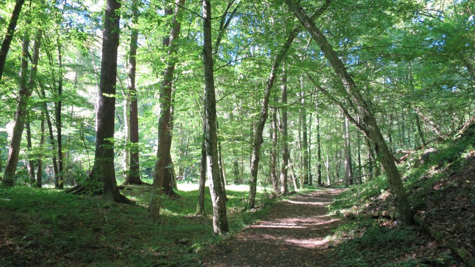 Lesy kolem Zbirožského potoka