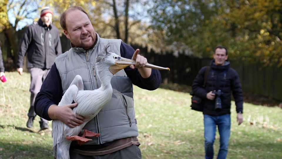 Odchyt pelikánů v ZOO Dvůr Králové nad Labem