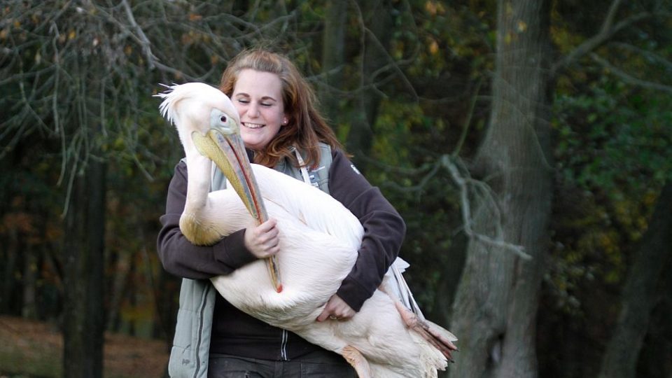 Odchyt pelikánů v ZOO Dvůr Králové nad Labem