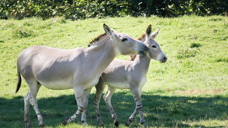 Pár oslů v Safari Parku Dvůr Králové