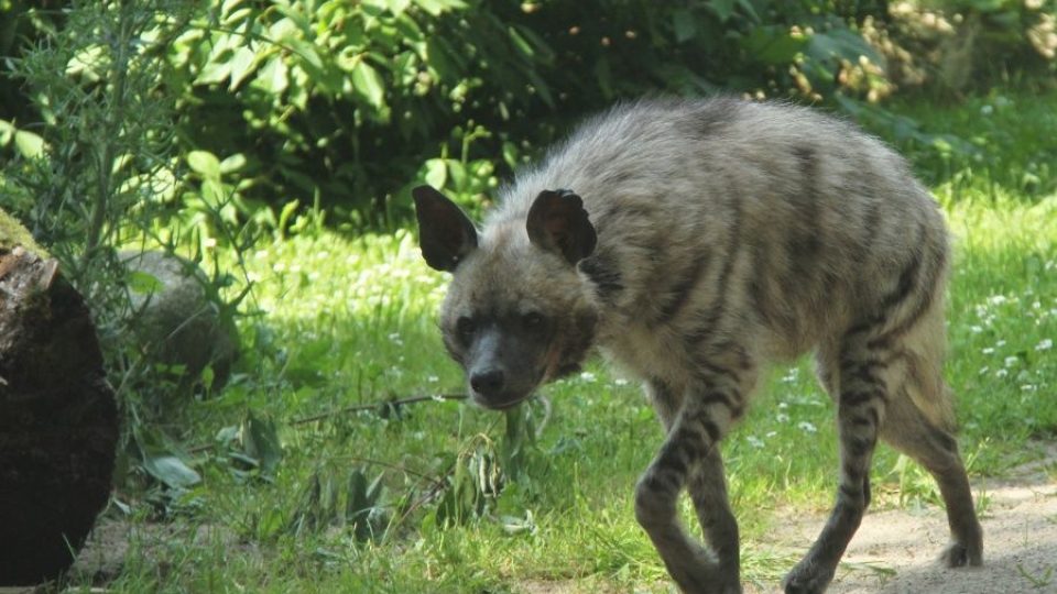 Do ZOO Dvůr Králové se po 30 letech vrací hyeny žíhané