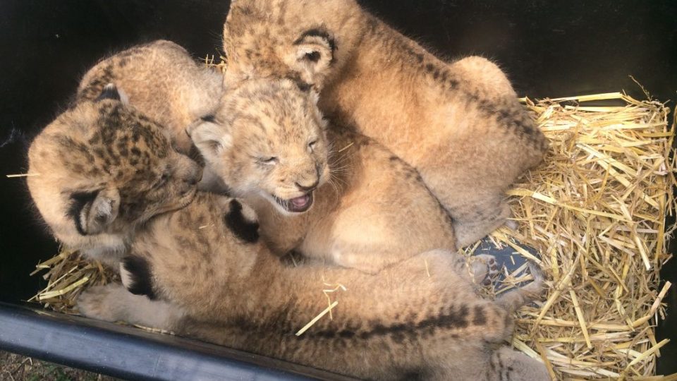 Hned několik lvů včetně čtyř přibližně měsíc starých lvíčat mají v Bioparku Štít u Chlumce nad Cidlinou