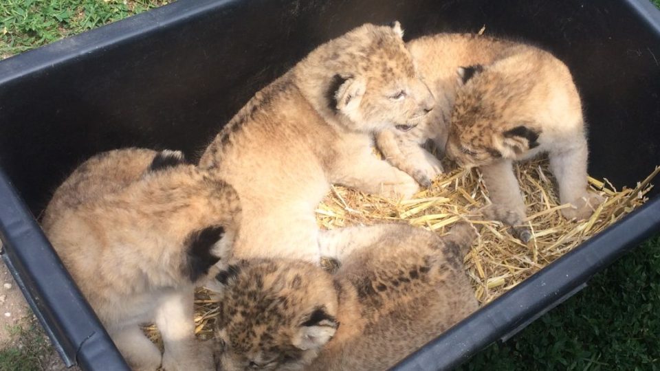 Hned několik lvů včetně čtyř přibližně měsíc starých lvíčat mají v Bioparku Štít u Chlumce nad Cidlinou