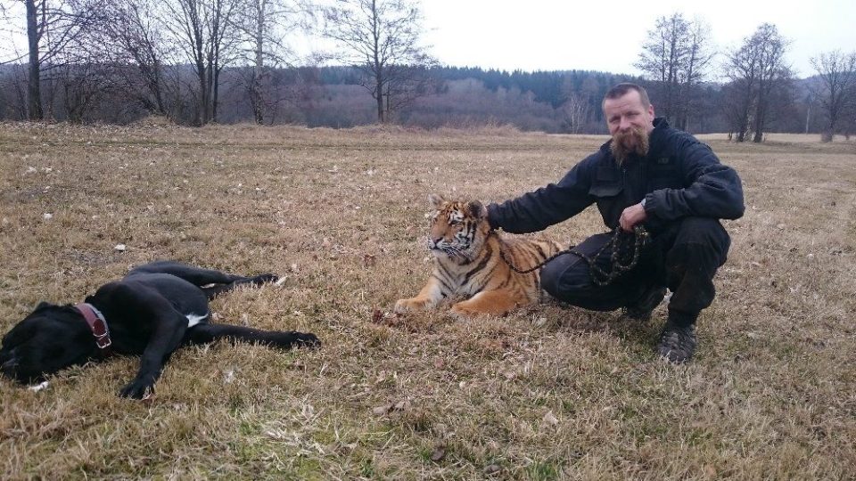 Huri je jediným tygrem sibiřským, chovaným ve východních Čechách. Martin Zeman jej má na svém hradě