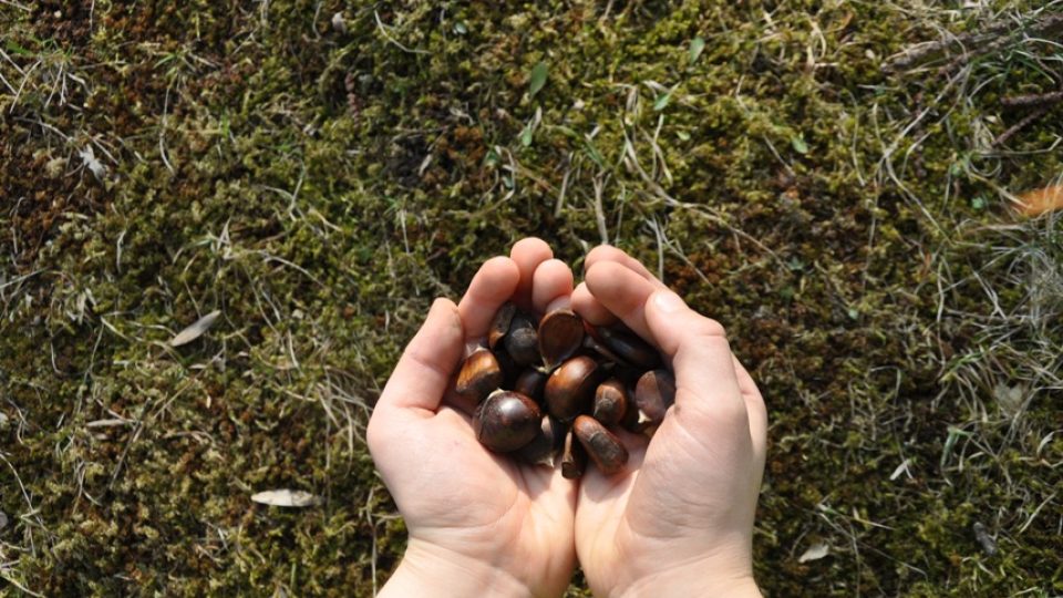 Plody jedlých kaštanů sbírají na podzim děti z místní školy | foto: Jitka Slezáková, Český rozhlas Plody jedlých kaštanů sbírají na podzim děti z místní školy