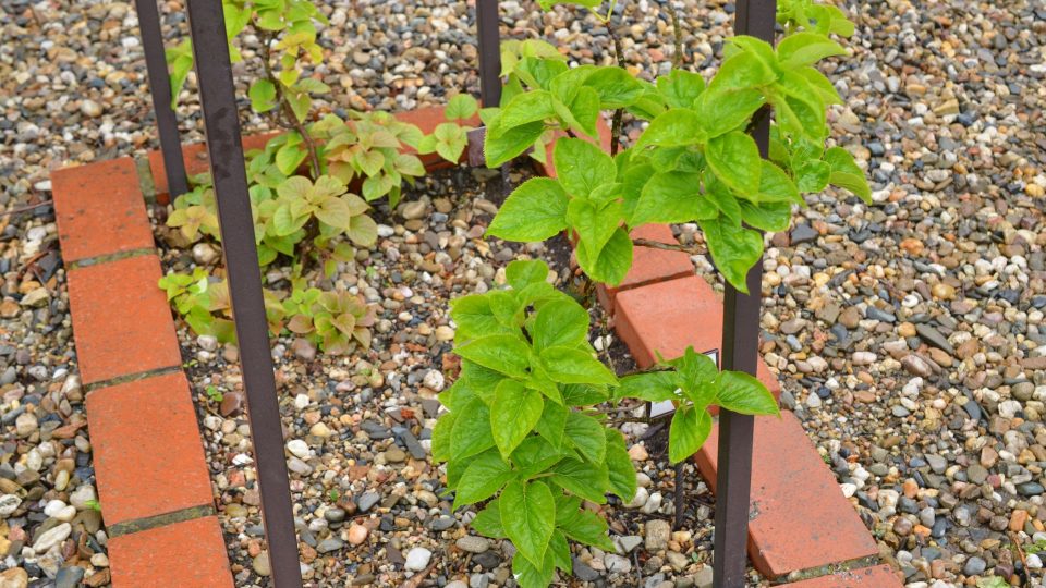 Popínavá hortenzie na jaře