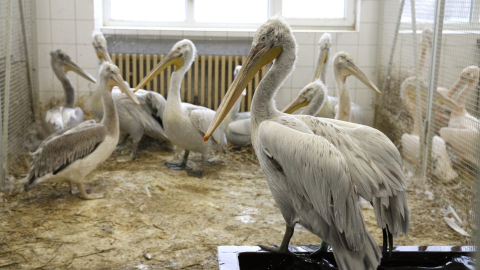 Odchov pelikánů v Safari Parku Dvůr Králové