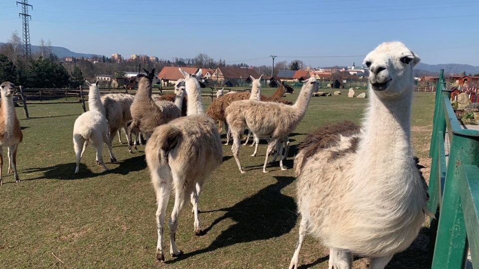 Farma Wenet na Broumovsku se může pochlubit úspěšným chovem vzácných zvířat