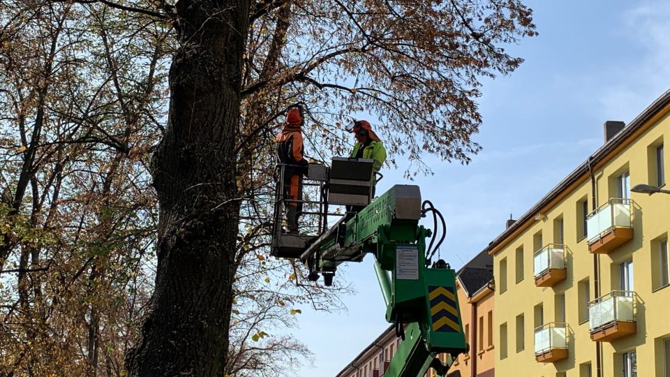 Pracovníci specializované firmy kácí stromy na Benešově nábřeží ve Dvoře Králové nad Labem