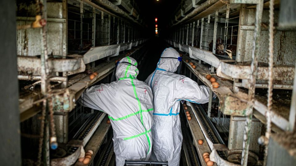 V areálu v Kosičkách bylo kvůli ptačí chřipce zlikvidováno přes 170 tisíc slepic