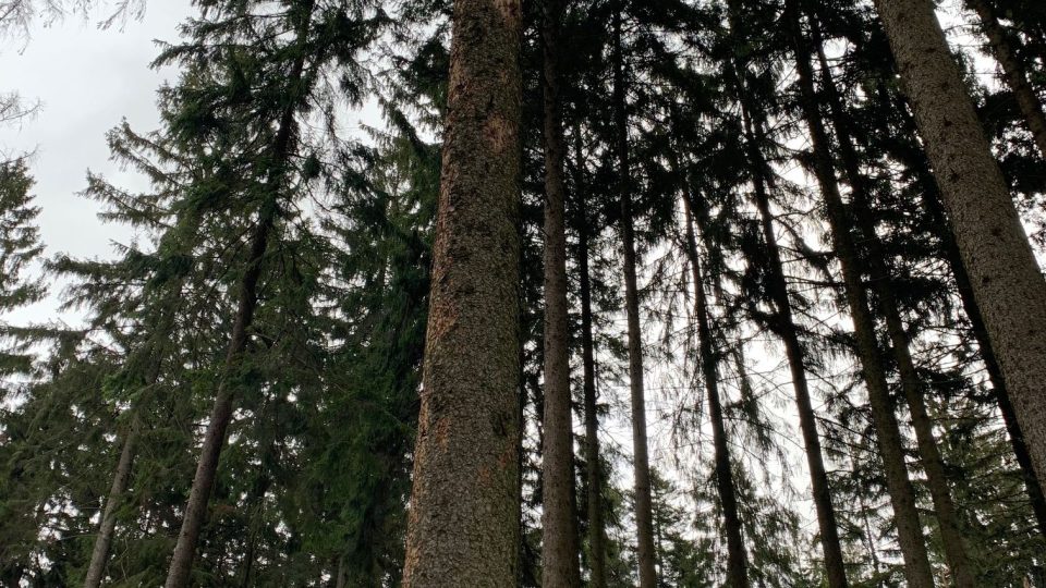 Stolová hora Ostaš v Broumovské vrchovině přijde kvůli kůrovci o podstatnou část svých stromů