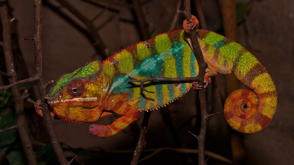 Pozoruhodní chameleoni pardálí ve dvorském safari parku