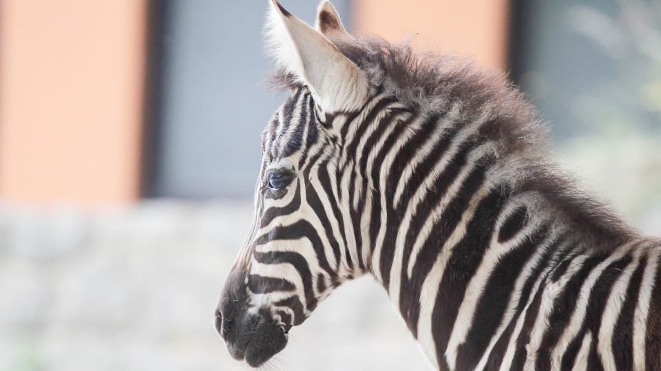 Safari Park Dvůr Králové chová kromě zeber kapských všechny druhy a poddruhy zeber