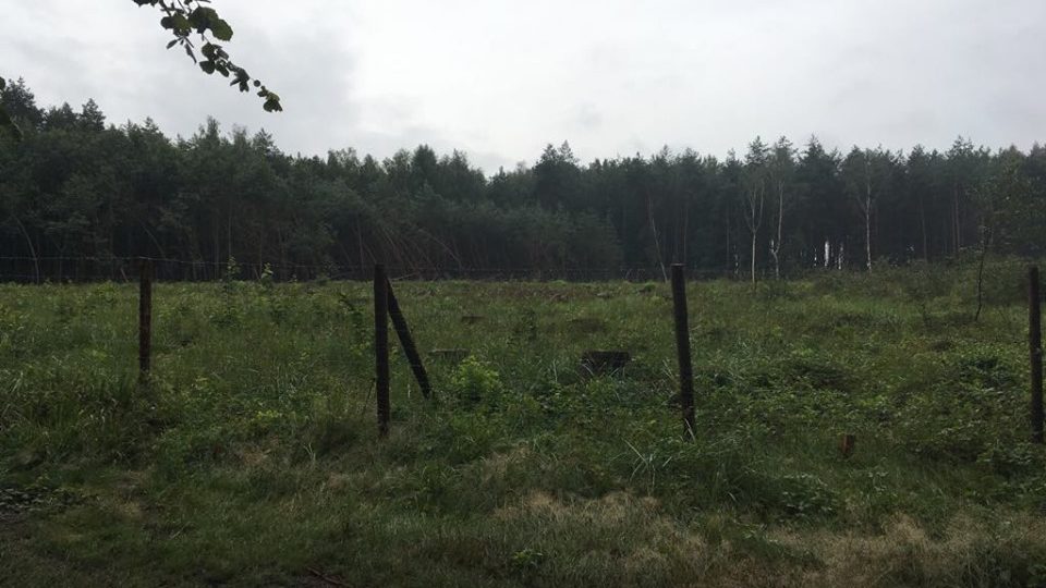 Část lesů patřícím obci Všestary na Hradecku okupuje a likviduje kůrovec