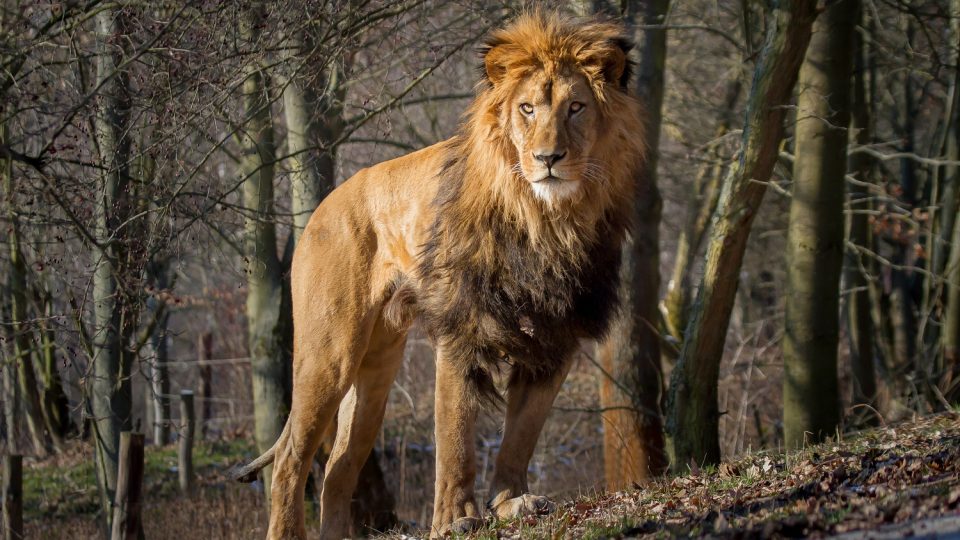Lvi v Safari Parku Dvůr Králové