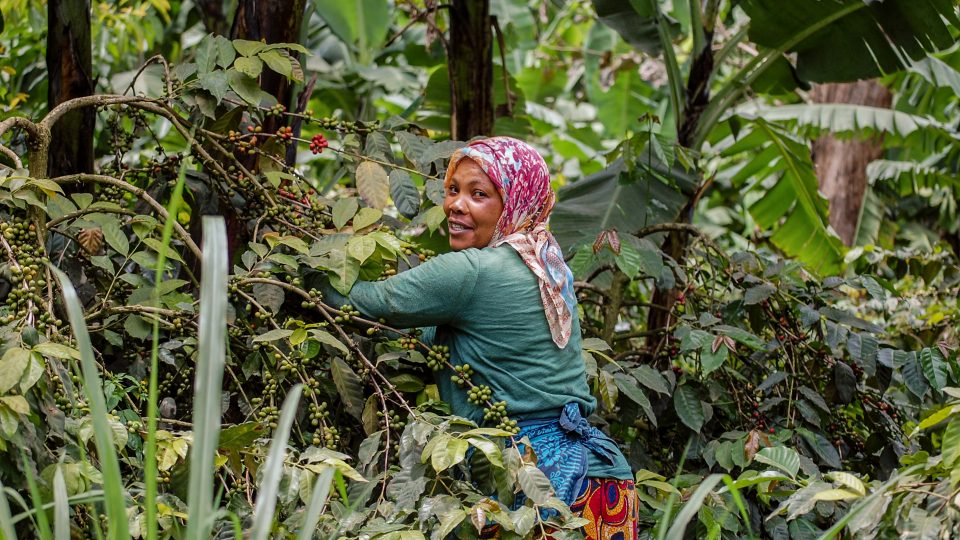 Žena na kávovníkové plantáži pod Mt. Meru