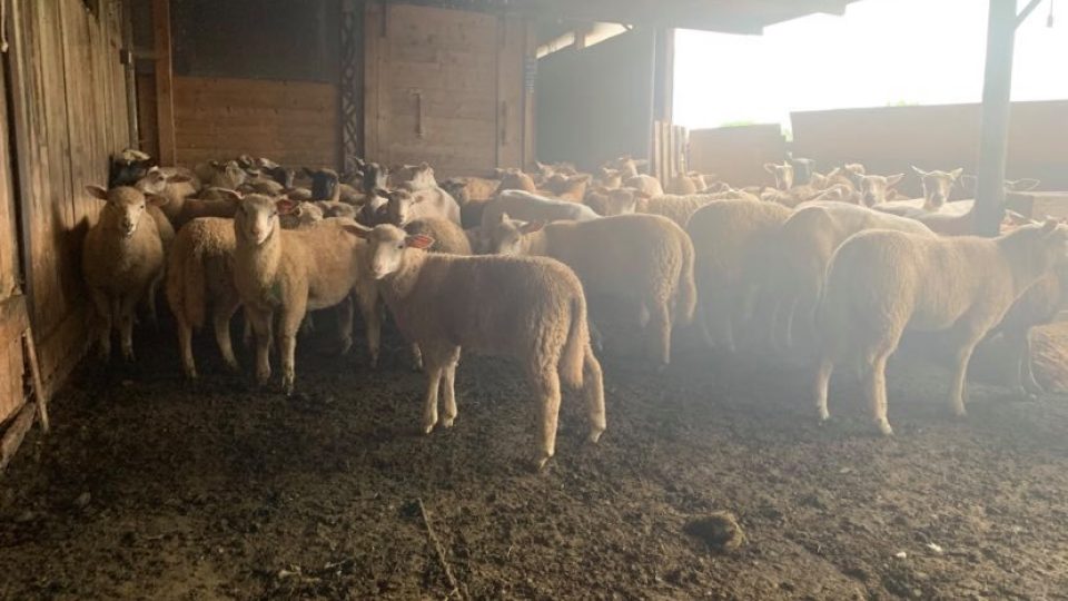 Čeští farmáři mají stále větší problémy s prodejem ovčí vlny