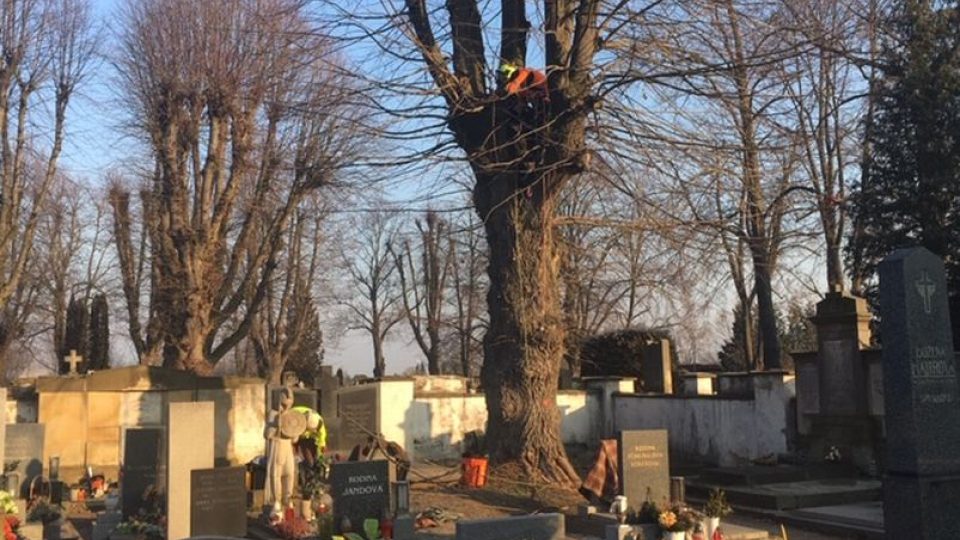 Na hradeckém hřbitově v Kuklenách se musí pokácet desítky starých stromů
