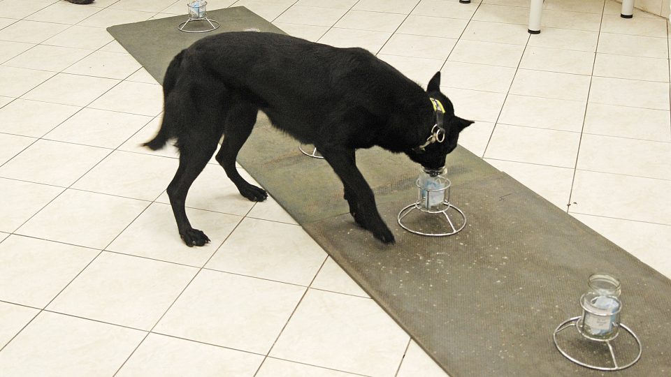 Fotografie z výcviku služebních psů na vyhledávání covid-19
