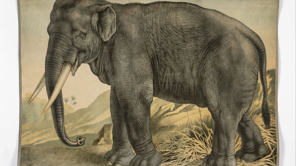 Nástěnné obrazy zoologické, 16. Slon
