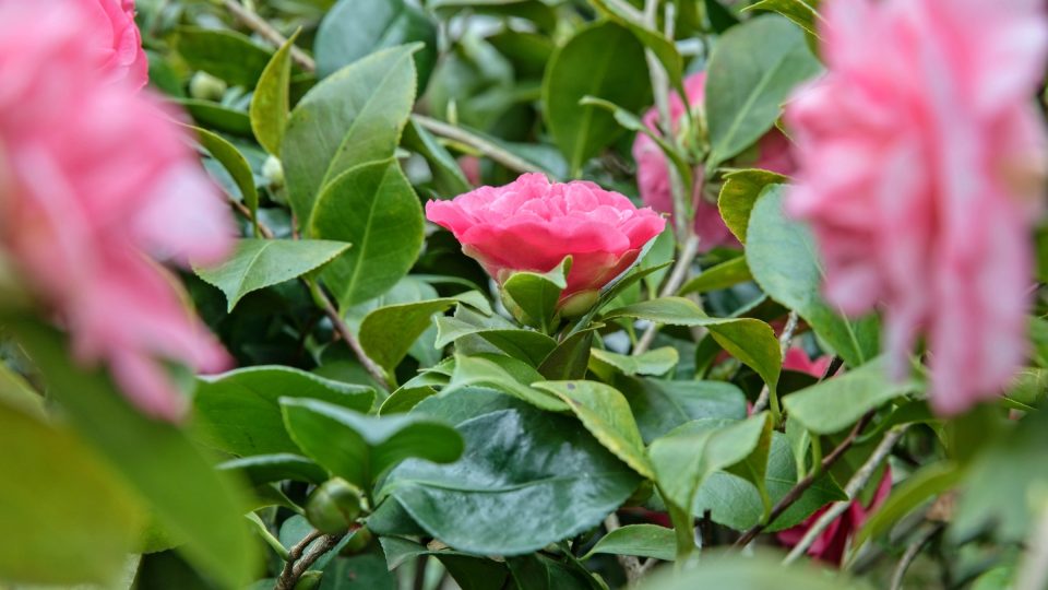 Zámecké skleníky se veřejnosti otevírají od půli února do první poloviny března