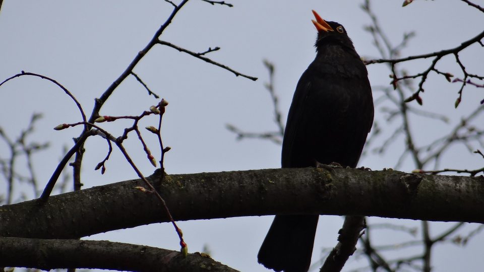 První májová neděle je Dnem ptačího zpěvu - kos černý