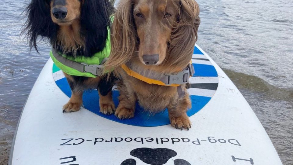 Dog paddleboarding je láska na celý život