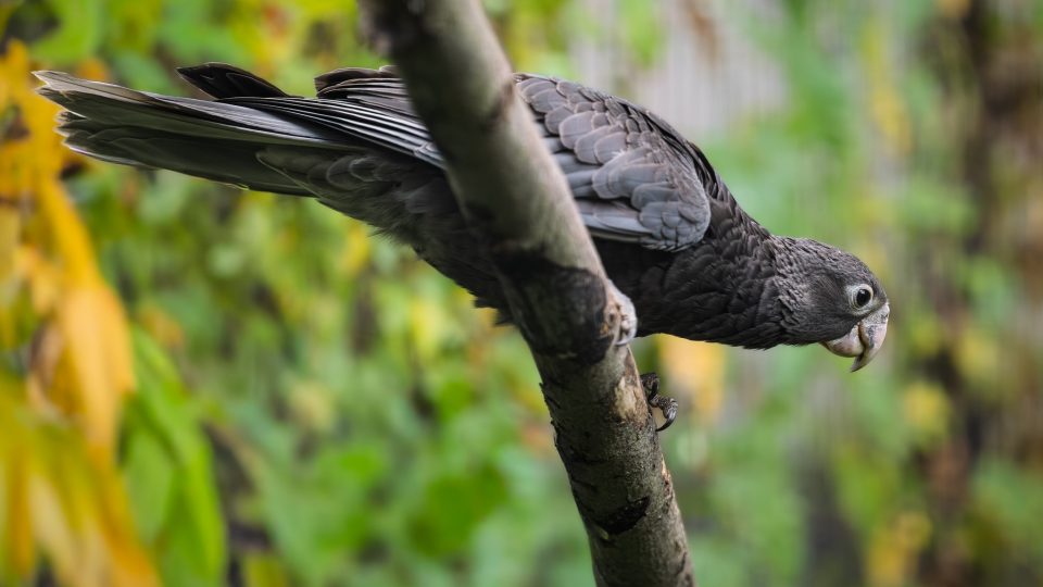Madagaskarský papoušek vaza velký přivedl ve dvorském safari parku na svět dvě nádherná mláďata
