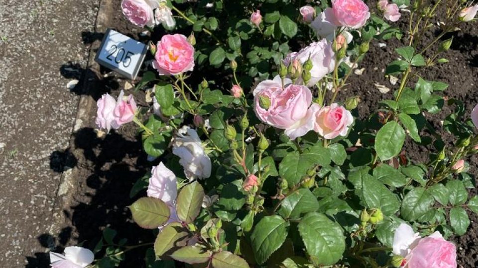 Kouzelné království růží můžete obdivovat v královéhradeckém soutěžním rozáriu v Kuklenách