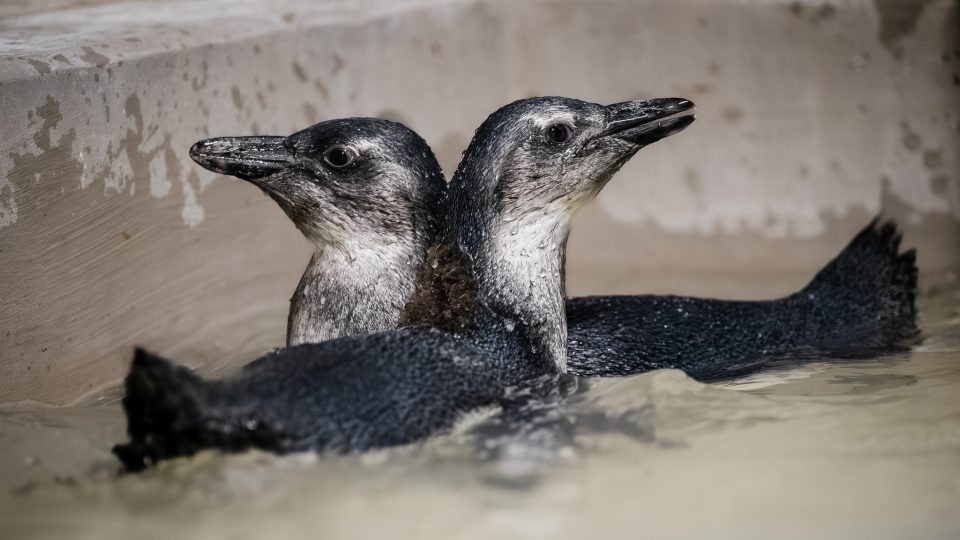 Pět tučňáků brýlových se přesunulo do „školky“