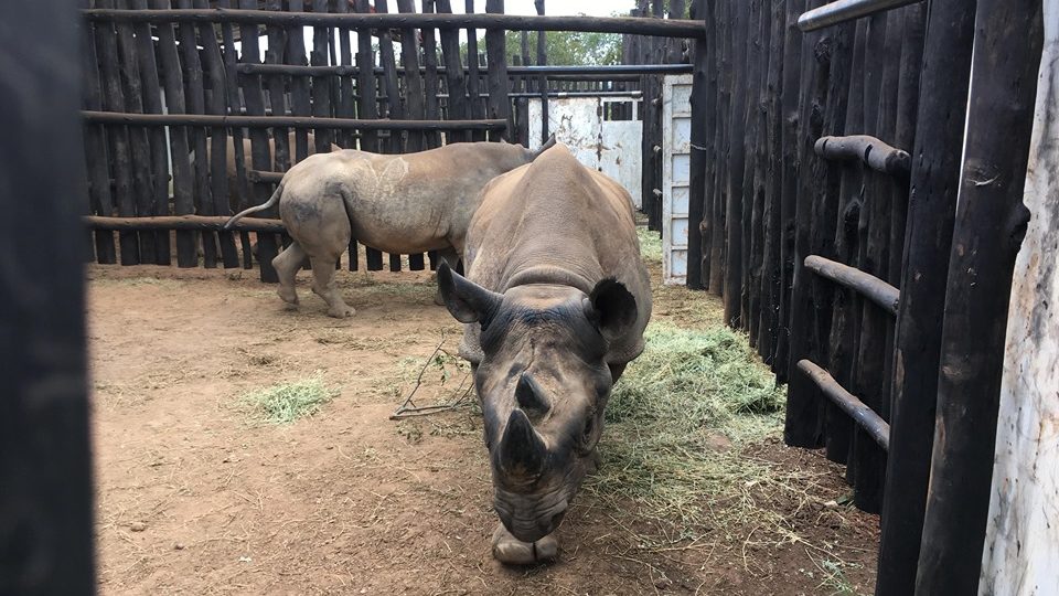 Pět kriticky ohrožených nosorožců černých bylo úspěšně přepraveno ze Safari Parku ve Dvoře Králové do národního parku Akagera ve Rwandě