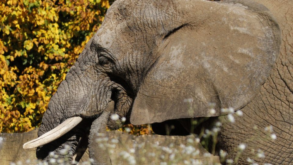 Tři slonice si rády vyrazí na malou procházku dvorským safari parkem