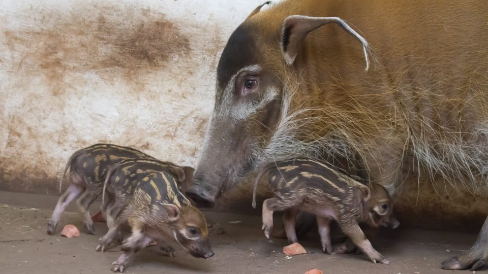Safari Park Dvůr Králové se chlubí čtyřmi mláďaty štětkouna afrického