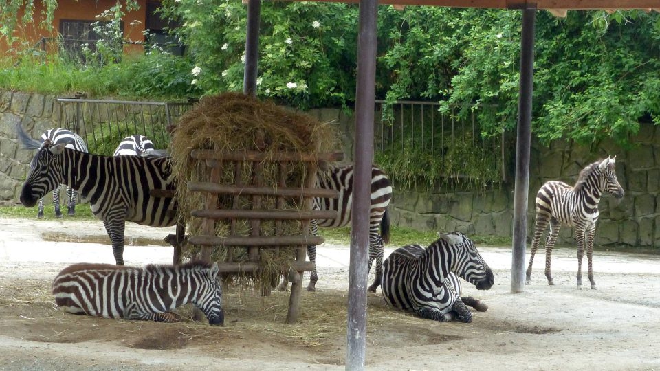 Stádo zeber bezhřívých v Safari Parku Dvůr Králové