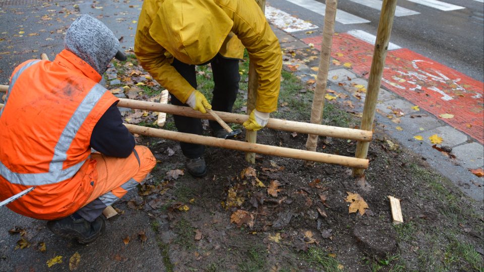 Pracovníci technických služeb začali po Hradci Králové vysazovat stovky nových stromů