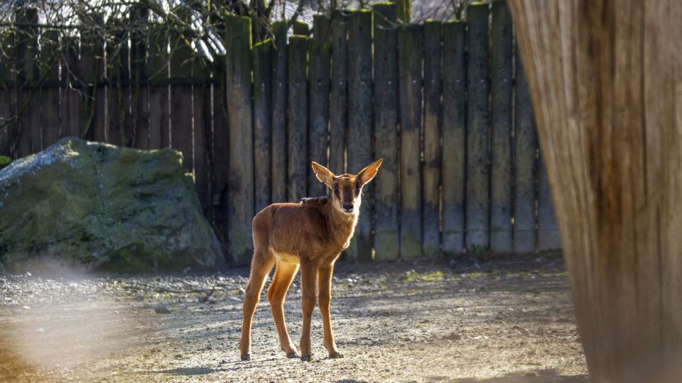 Antilopa vraná v Safari Parku Dvůr Králové