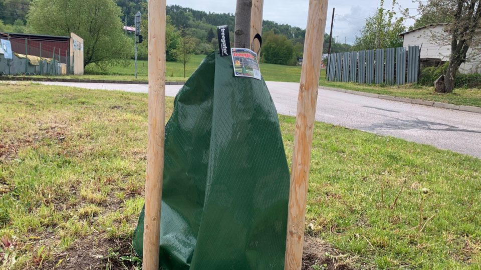 Speciální vaky budou přes léto chránit před suchem vybrané stromy ve Dvoře Králové nad Labem
