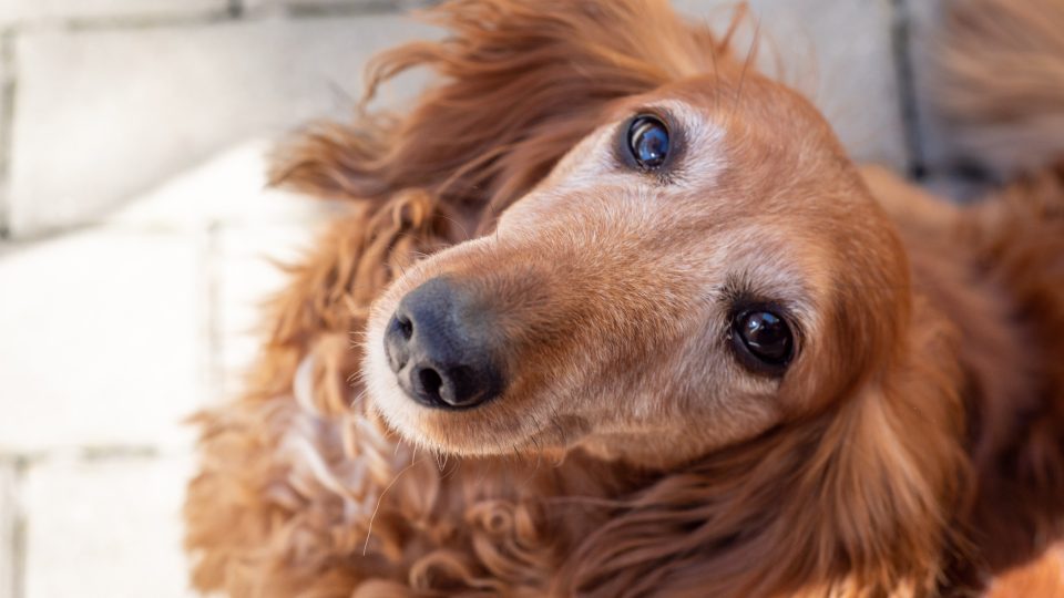 Fenka Žofinka | foto: Martin Čuřík Fenka Žofinka