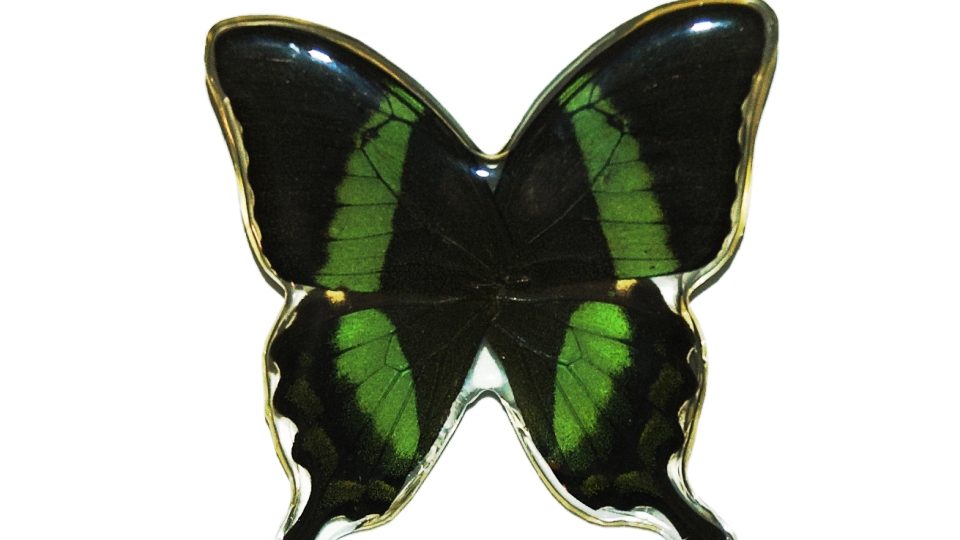 ByButterfly motýlí brož Papilio palinurus 2462