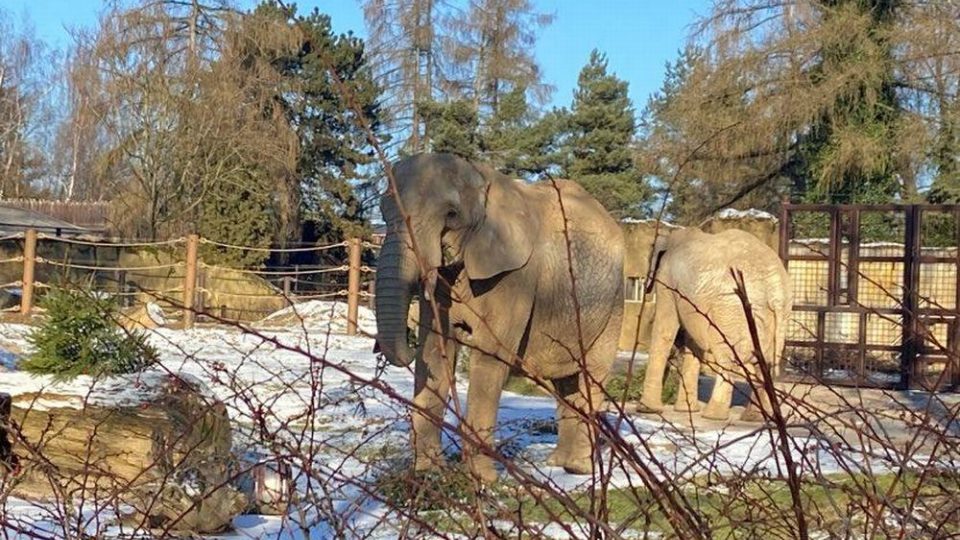 Nevyužité vánoční stromky dostali k obědu sloni v dvorském safari parku