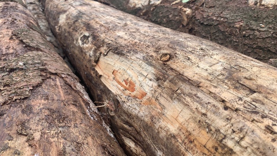Velká část lesů v CHKO Broumovsko je ohrožena kůrovcem. Nejhorší je situace v Jestřebích horách