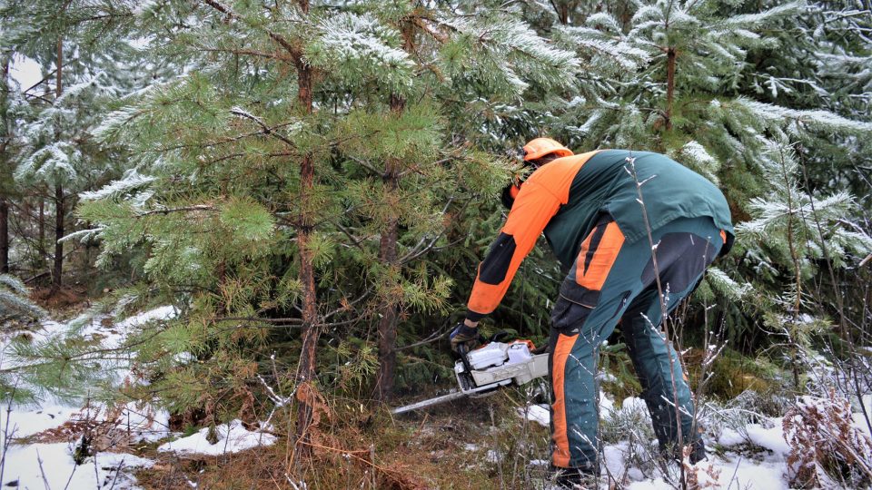 Pracovník odstraňuje nežádoucí stromy - nemocné, křivé, nadbytečné. Ponechává listnáče a jedli