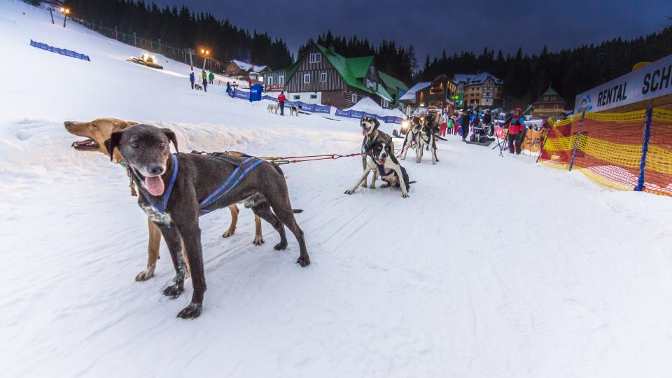 Ledová jízda v Krkonoších je specifická tím, že jedou psi, musher, sáně a ještě lyžař