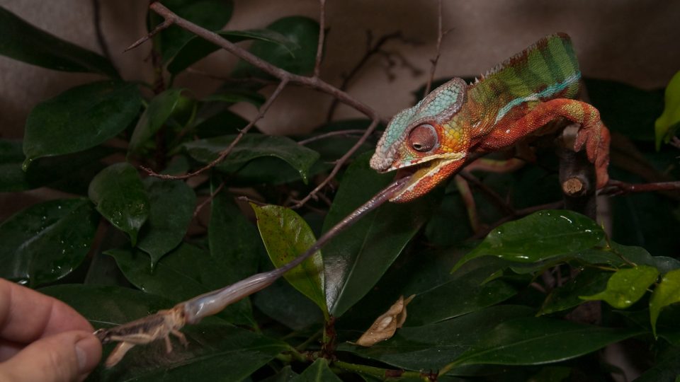 Pozoruhodní chameleoni pardálí ve dvorském safari parku
