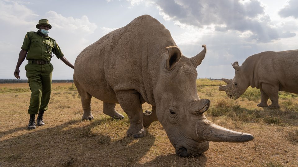 Populární samice Nájin se stala ambasadorkou projektu na záchranu nosorožců bílých severních