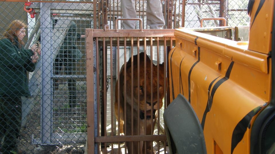 Převoz lvů ze ZOO Woburn 2015