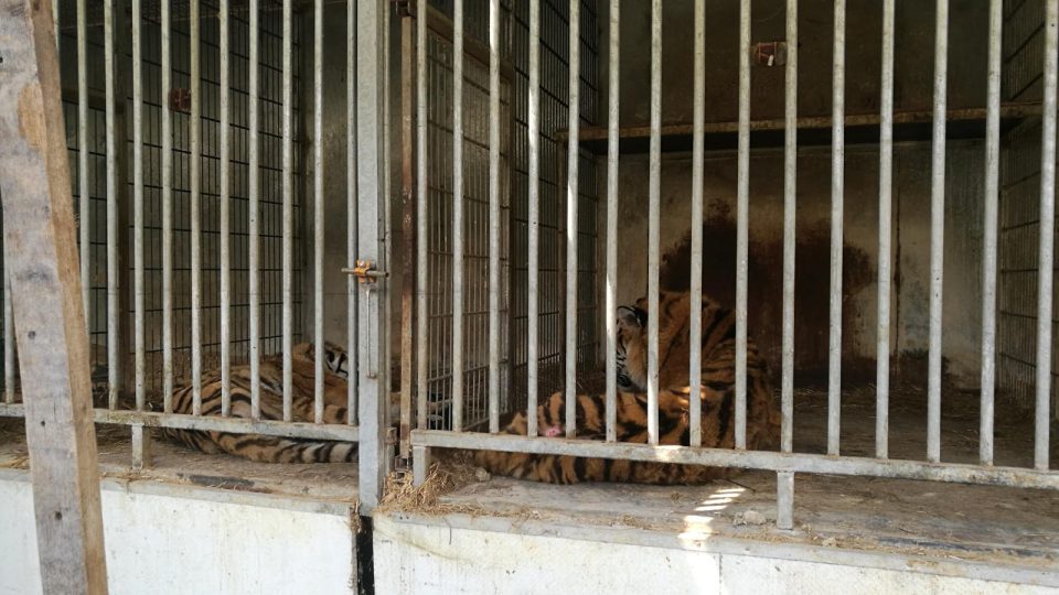 Útěk lva a dvou tygrů z Bioparku Štít na Hradecku 